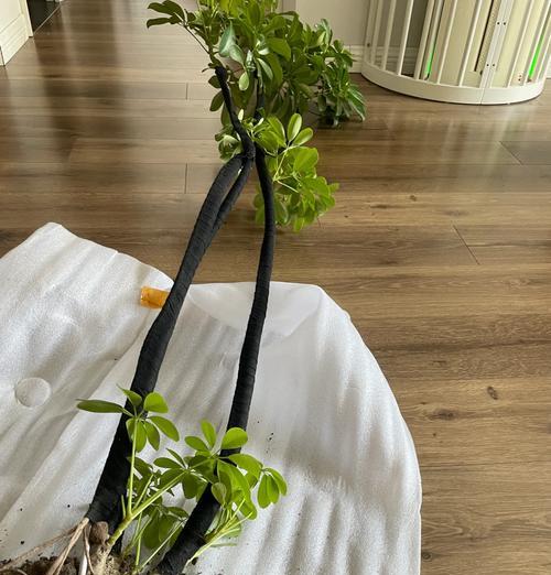 鹅掌木怎么养？鹅掌木的日常护理和繁殖技巧是什么？