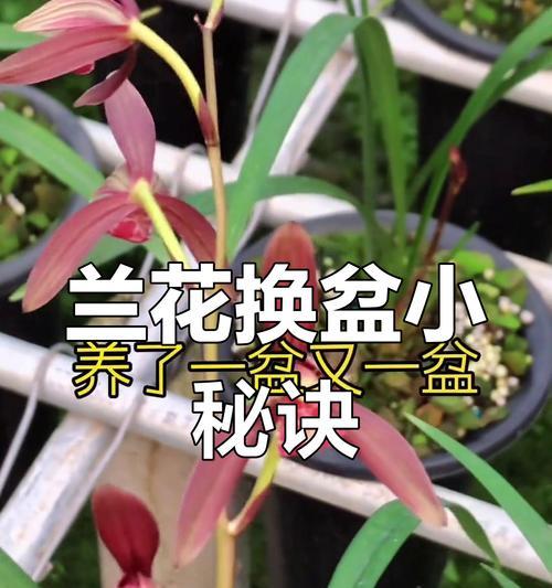 兰花换盆的最佳季节是什么时候？