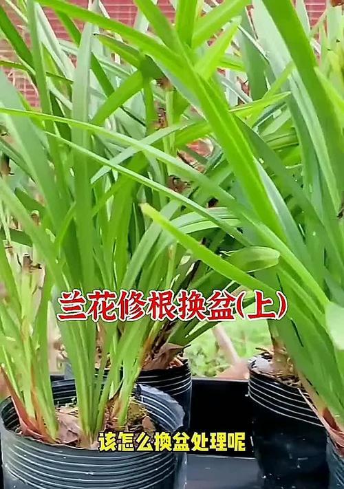 兰花换盆的最佳季节是什么时候？