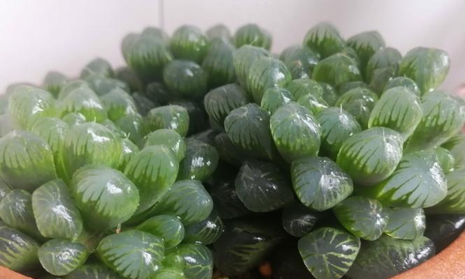 姬玉露的养殖方法是什么？姬玉露养不好怎么办？