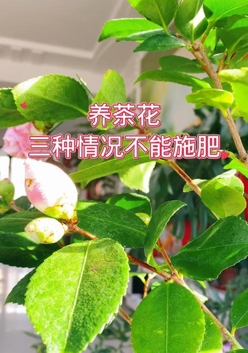 茶花适合使用哪种肥料？