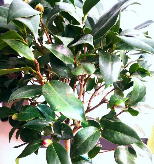 茶花适合使用哪种肥料？