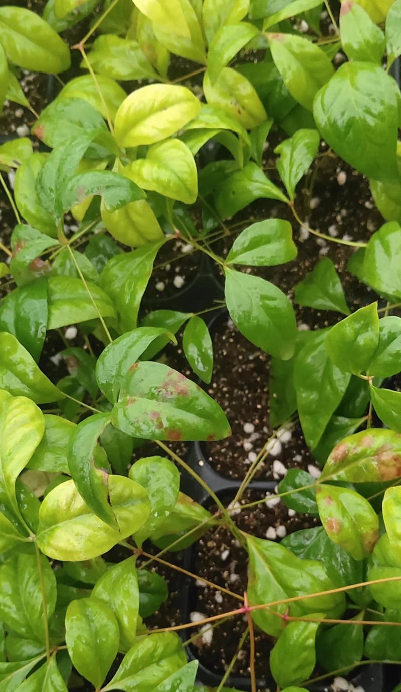 玫瑰花枯萎发紫是病害吗？如何防治？
