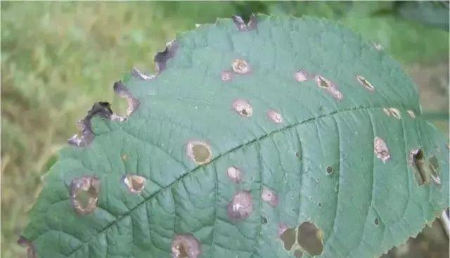 玫瑰花枯萎发紫是病害吗？如何防治？