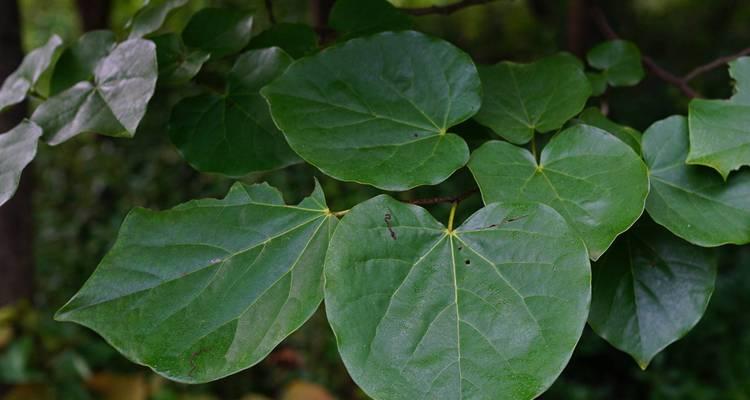 湖北地区适合种植哪些花卉？种植建议有哪些？