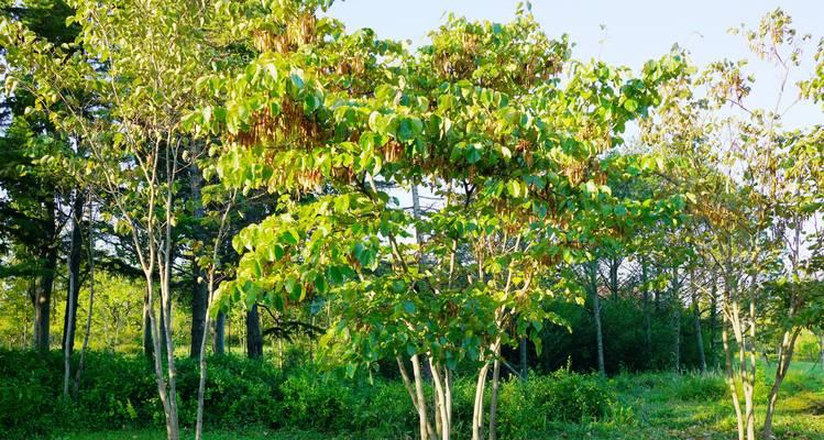 湖北地区适合种植哪些花卉？种植建议有哪些？