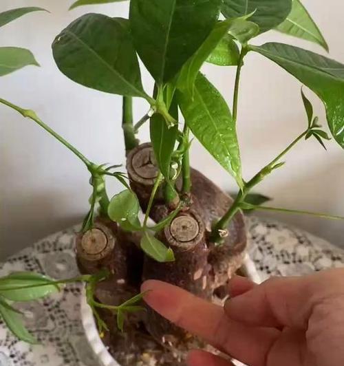 发财树重剪后不发芽？如何促进新芽生长？
