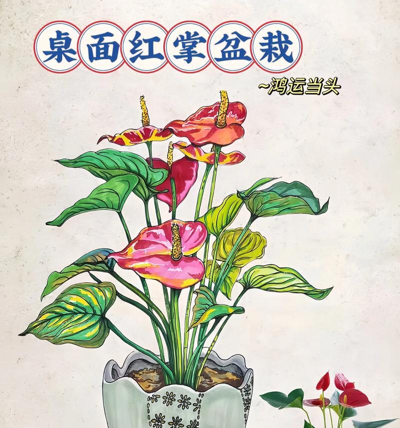 红掌配什么花盆好看又能促进生长？需要注意什么？