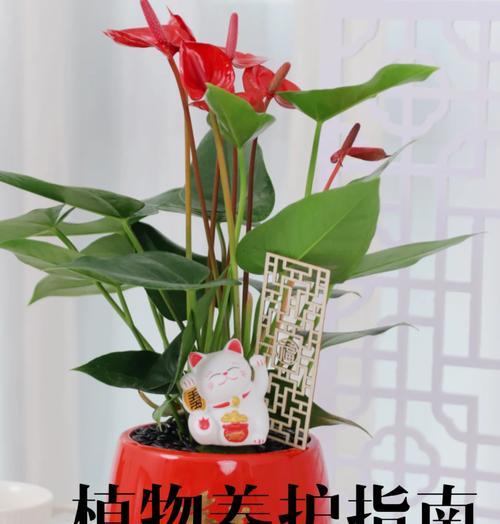 红掌配什么花盆好看又能促进生长？需要注意什么？