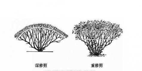 五针松修剪的最佳时机是什么时候？修剪方法有哪些？
