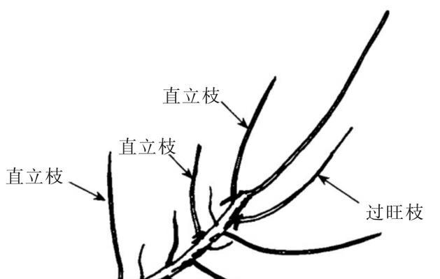 五针松修剪的最佳时机是什么时候？修剪方法有哪些？
