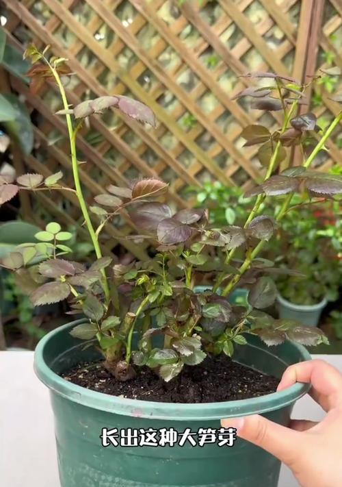月季花籽播种方法是什么？如何确保发芽率？