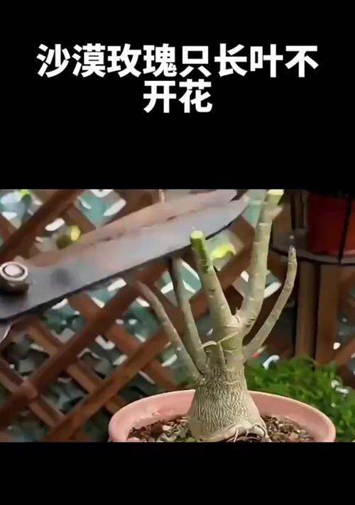 玫瑰花只开一朵的原因是什么？如何解决玫瑰花不开花的问题？