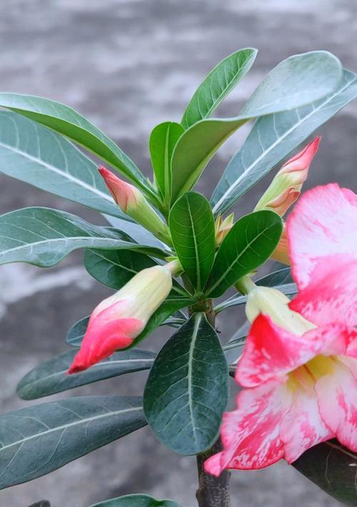 玫瑰花只开一朵的原因是什么？如何解决玫瑰花不开花的问题？