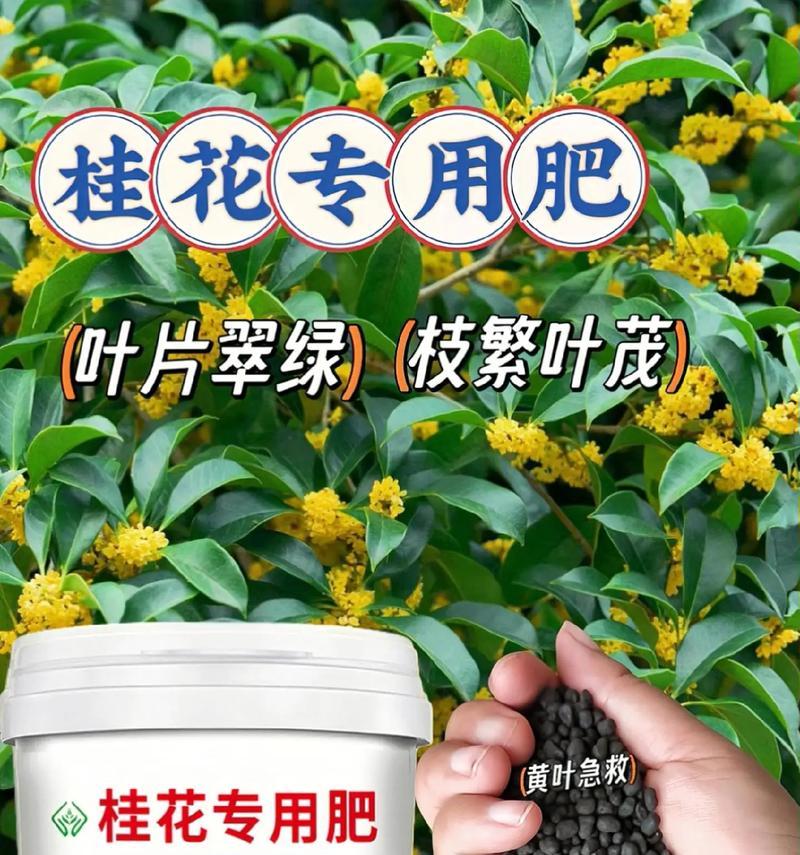 桂花不开花的原因是什么？如何促进其开花？