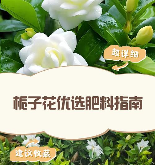 栀子花肥大了怎么办？如何调整施肥方法？