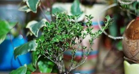 六月雪的养殖方法是什么？怎样才能使其开出美丽的花朵？