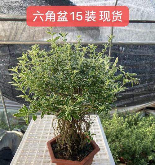六月雪的养殖方法是什么？怎样才能使其开出美丽的花朵？