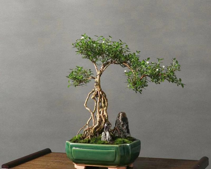 六月雪的养殖方法是什么？怎样才能使其开出美丽的花朵？