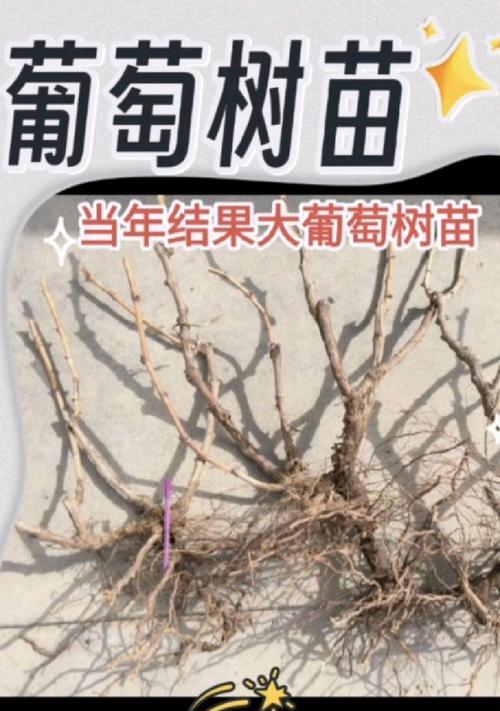 盆栽葡萄产量低怎么办？如何提高结果率？