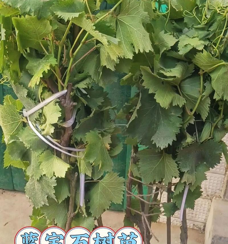 盆栽葡萄产量低怎么办？如何提高结果率？