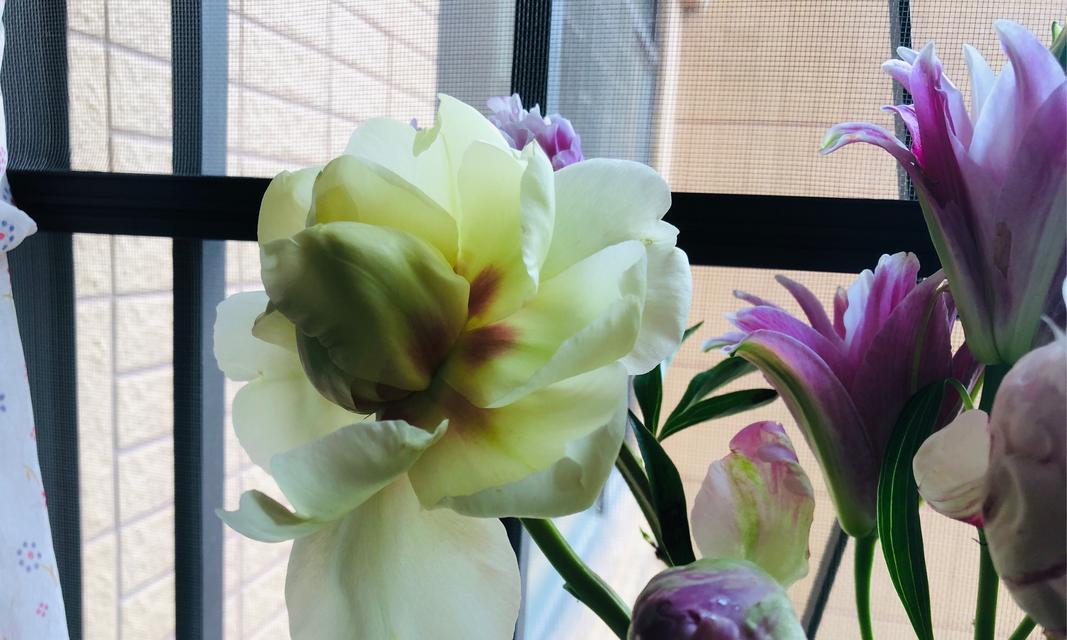 五月生日花有哪些选择？它们各自代表什么意义？