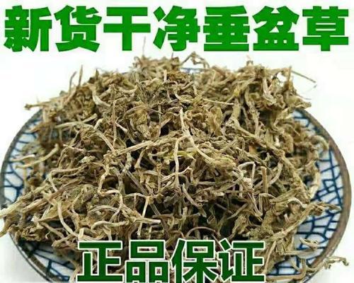 垂盆草的特性是什么？如何正确养殖？