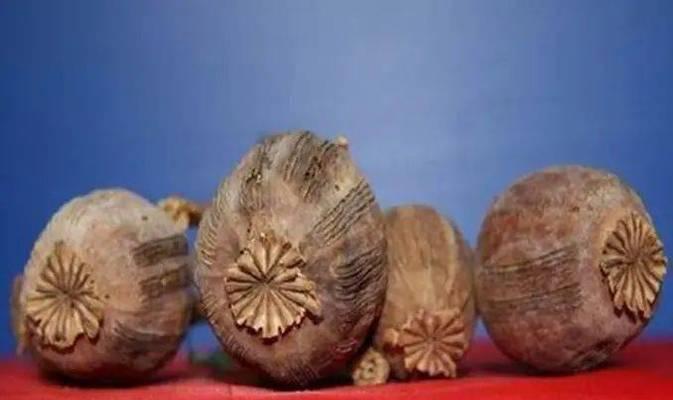 阿芙蓉的定义及其用途是什么？