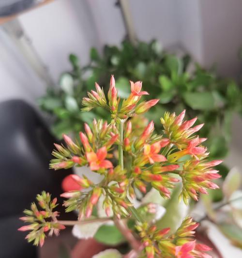 常见的花叶植物有哪些？它们的养护要点是什么？