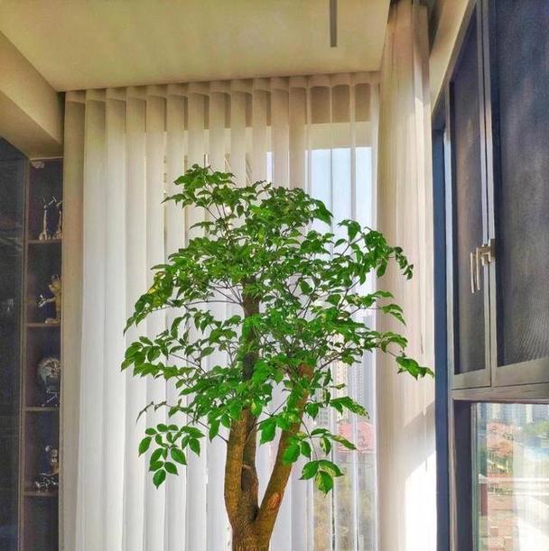 北方地区盆景种植推荐有哪些？如何选择适合的盆景植物？
