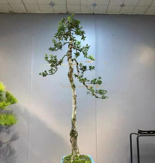 北方地区盆景种植推荐有哪些？如何选择适合的盆景植物？