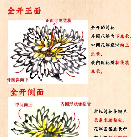 菊花的生长过程是怎样的？如何促进菊花健康生长？