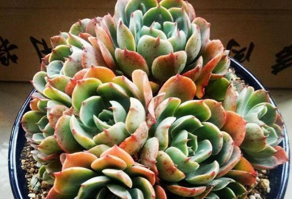 多肉植物叶片干枯是什么原因？如何避免这种情况？