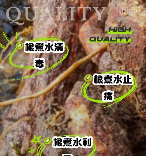 光棍树烂根了怎么办？有哪些有效的处理方法？