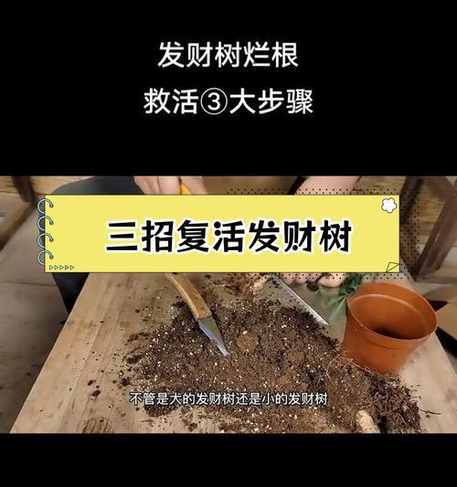 光棍树烂根了怎么办？有哪些有效的处理方法？
