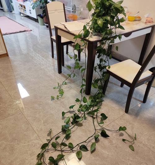 绿萝快速生长的秘诀是什么？如何促进绿萝快速生长？