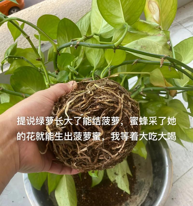 绿萝快速生长的秘诀是什么？如何促进绿萝快速生长？