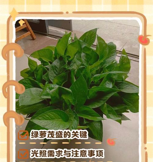 绿萝快速生长的秘诀是什么？如何促进绿萝快速生长？