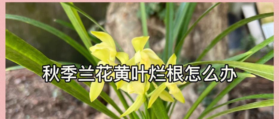 兰花黄叶的原因是什么？如何防止兰花黄叶？