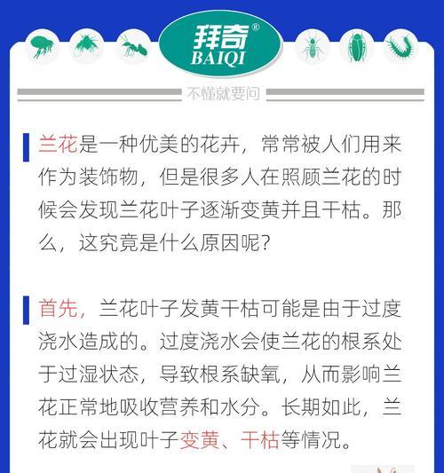 兰花黄叶的原因是什么？如何防止兰花黄叶？