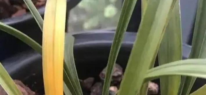 兰花黄叶的原因是什么？如何防止兰花黄叶？
