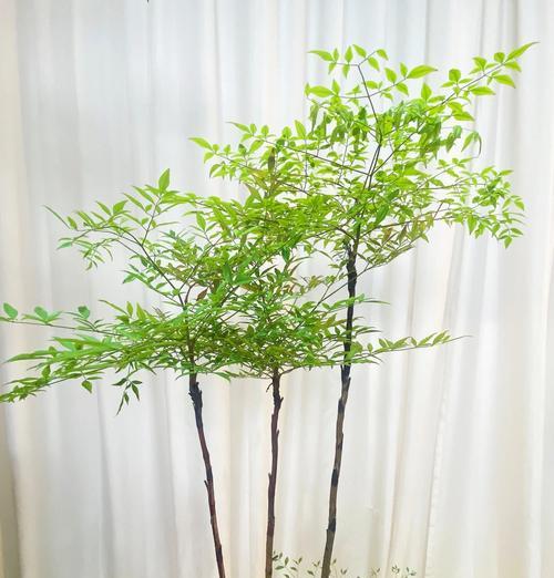 哪些带果子的绿色植物适合室内种植？如何照料？