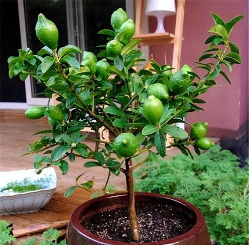 哪些带果子的绿色植物适合室内种植？如何照料？