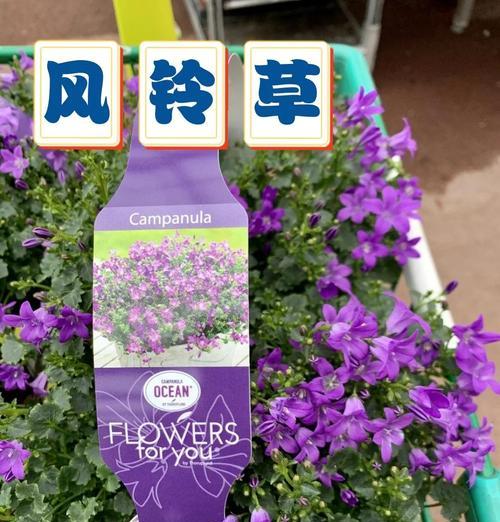 风铃花家里养怎么样？适合室内环境吗？