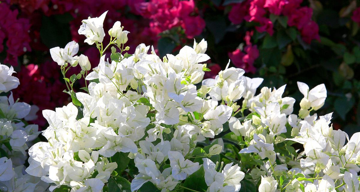 风铃花家里养怎么样？适合室内环境吗？