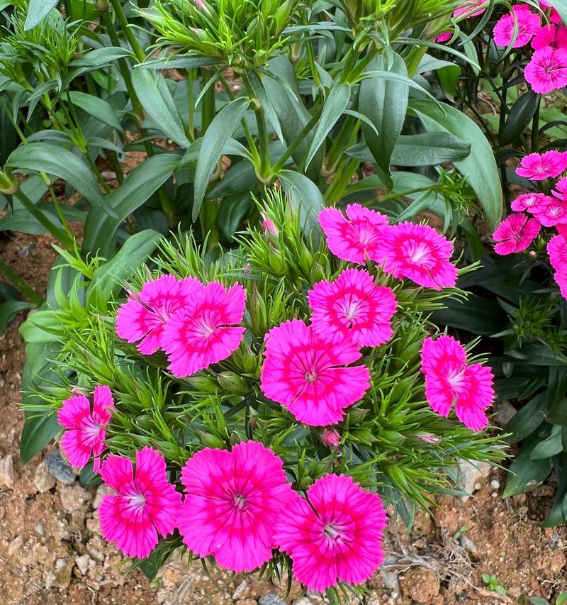 石竹花种子种植步骤是什么？石竹花种子多久发芽？