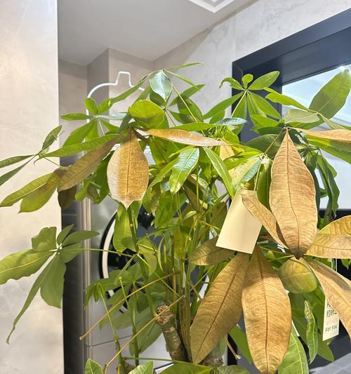 发财树叶子发黄是什么原因？如何拯救发黄的发财树？