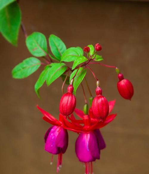 灯笼花的开花时间是什么时候？如何促进灯笼花的花期？