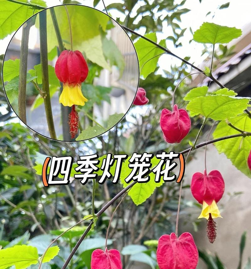 灯笼花的开花时间是什么时候？如何促进灯笼花的花期？