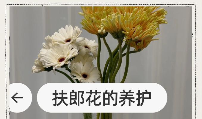 非洲菊为何又被称为扶郎花？它的文化含义是什么？